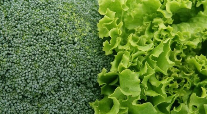 Lettuce Shortage: Why It’s Happening in 2026